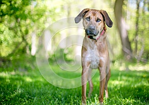 A Shepherd x Hound mixed breed dog with large floppy ears