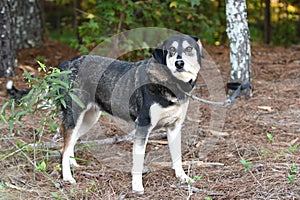 Shepherd and Husky mix dog outside on leash