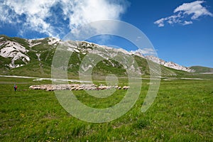 shepherd leading his flock of sheep to campo imperatore abruzzo