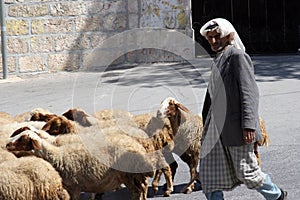 The shepherd leads a flock of sheep grazing just as in biblical times in Bethlehem