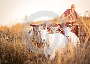 Shepherd leads the goats