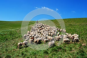Shepherd leads his sheep photo