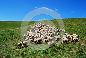 Shepherd leads his sheep