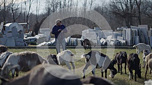 A shepherd looks at his phone among the sheep