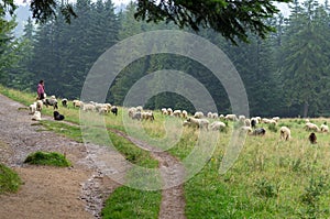 A shepherd man with his dogs grazes sheep in the Tatra Mountains