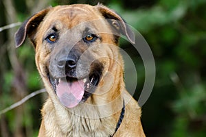 Shepherd Mastiff Shar Pei mix dog portrait