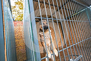 Shepherd military dog in the pound