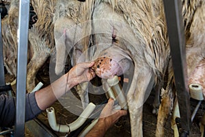 The shepherd milks a row of sheep.