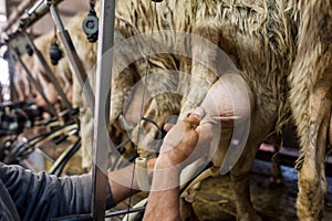 The shepherd milks a row of sheep.