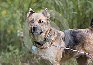 Shepherd mix dog with collar and rabies ID tags