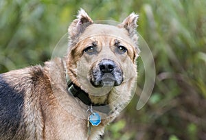 Shepherd mix dog with collar and rabies ID tags