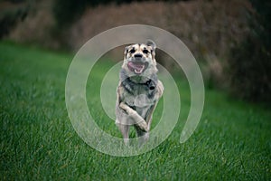 Shepherd Mix dog runnig in grass