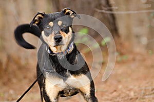 Shepherd mixed breed dog