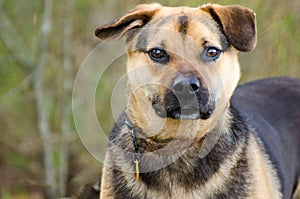 Shepherd mixed breed dog