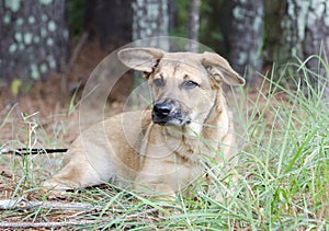 Shepherd mixed breed mutt puppy dog