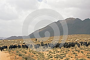 Shepherd at Morocco