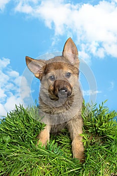 Shepherd puppy in the garden