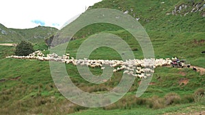 Shepherd on a quad whit dogs chasing sheeps on green organic farm in New Zealand nature landscape