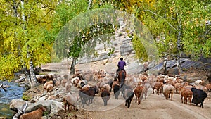 The shepherd rode his horse and drove his flock along the forest road