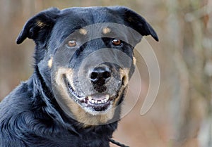 Shepherd Rottweiler mixed breed dog