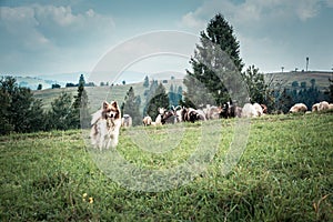 shepherd`s dog on the pasture