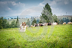 Shepherd`s dog on the pasture