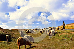 Shepherd`s with his sheeps