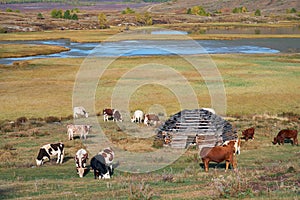 Shepherd`s house ail and herd of cows on ALtai mountain plateau Eshtykel. Altai, Russia