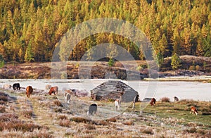 Shepherd`s house ail and herd of cows on ALtai mountain plateau Eshtykel. Altai, Russia photo