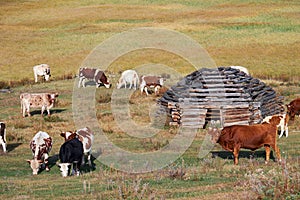 Shepherd`s house ail and herd of cows on ALtai mountain plateau Eshtykel. Altai, Russia photo