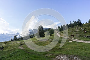 Shepherd`s huts at Bohinj pasture plateaus.