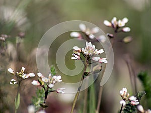 Shepherd`s purse Capsella bursa-pastoris