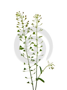 Shepherd`s purse, Capsella bursa-pastoris