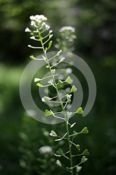 Shepherd`s purse. Capsella bursa-pastoris.