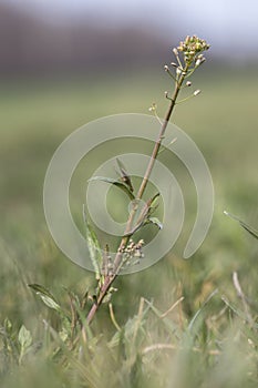 shepherd\'s purse (Capsella bursa-pastoris)