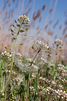 Shepherd's purse (Capsella bursa-pastoris)