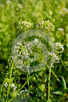 Shepherd's purse (Capsella bursa-pastoris)