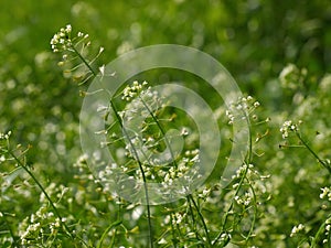 Shepherd's-purse - Capsella bursa pastoris