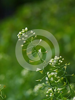 Shepherd's-purse - Capsella bursa pastoris