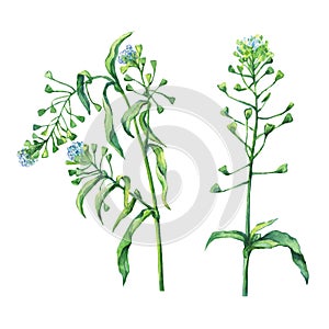 Shepherd`s purse Capsella bursa-pastoris, flowering plant with white small flowers.