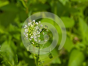 Shepherd`s-purse or Capsella bursa-pastoris flowers close-up, selective focus, shallow DOF