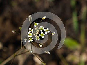 Shepherd`s-purse or Capsella bursa-pastoris flowers close-up, selective focus, shallow DOF