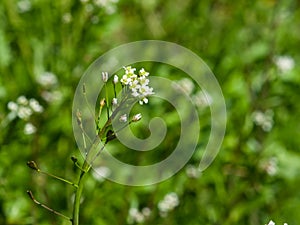 Shepherd`s-purse or Capsella bursa-pastoris flowers close-up, selective focus, shallow DOF