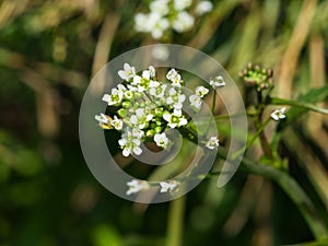 Shepherd`s-purse or Capsella bursa-pastoris flowers close-up, selective focus, shallow DOF