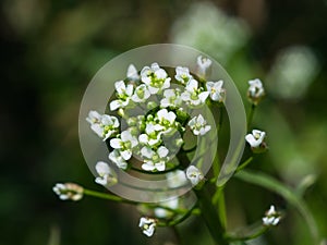 Shepherd`s-purse or Capsella bursa-pastoris flowers close-up, selective focus, shallow DOF