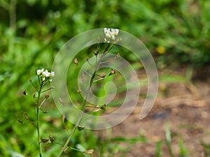 Shepherd`s-purse or Capsella bursa-pastoris flowers and riping fruits close-up, selective focus, shallow DOF