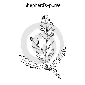 Shepherd s purse Capsella bursa-pastoris , medicinal herb