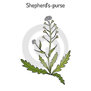 Shepherd s purse Capsella bursa-pastoris , medicinal herb