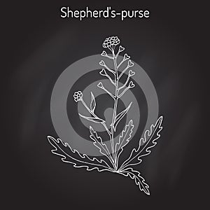 Shepherd s purse Capsella bursa-pastoris , medicinal herb