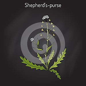 Shepherd s purse Capsella bursa-pastoris , medicinal herb